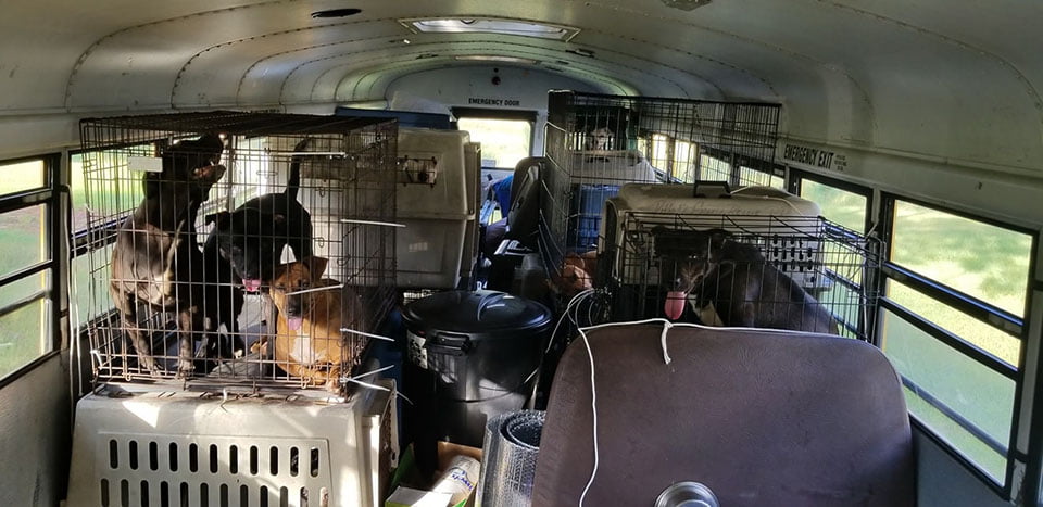 hombre compra autobús escolar para rescatar perros