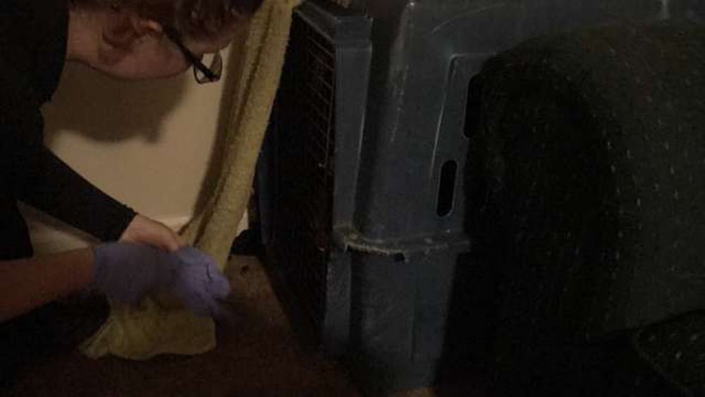 Cachorros encontrados con sus hocicos atados están felices de ver a sus rescatistas 6 perros encerrados