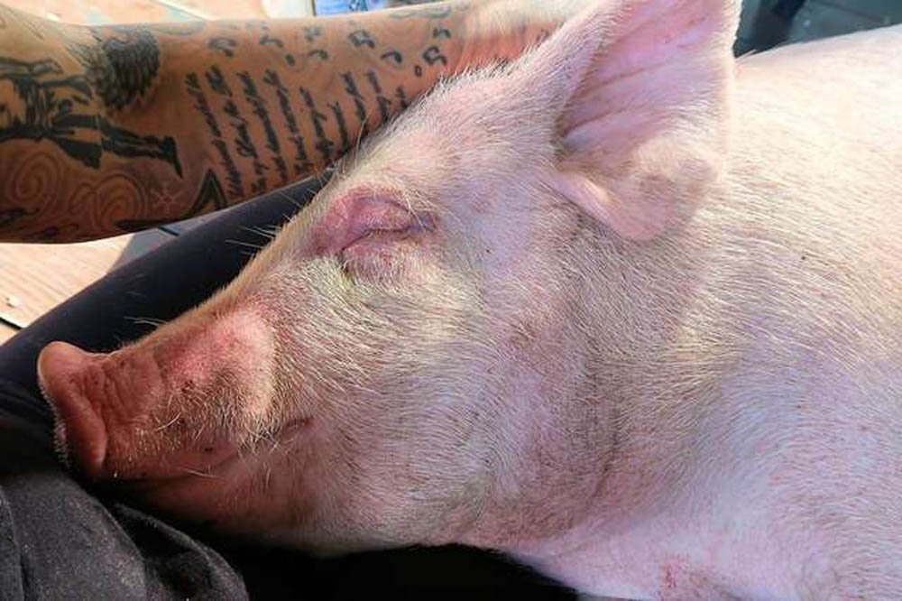 Cerdo que nadó por su vida durante la inundación aparece en el patio de un chico que cambia su vida 13 walls salvó a flo