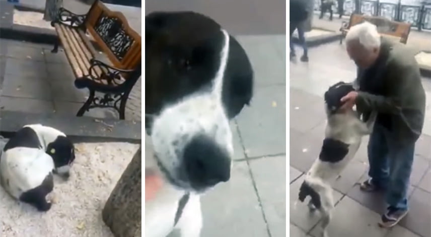 Abuelo se reencuentra con su perro perdido después de tres años