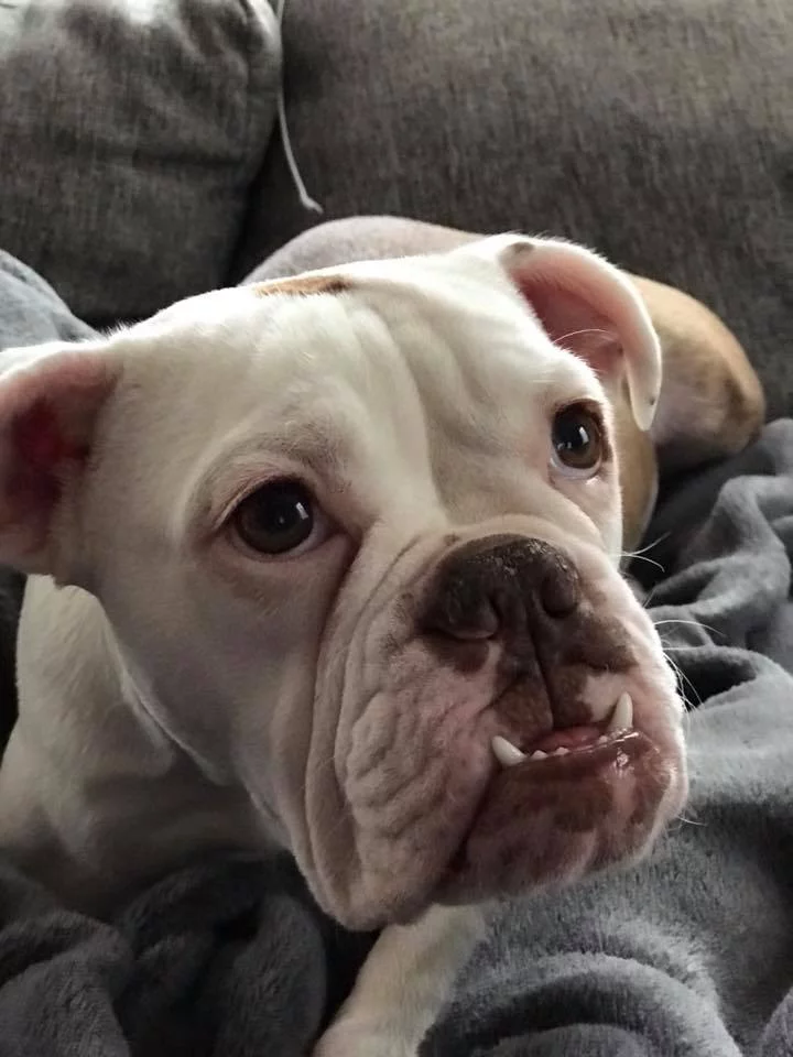 Bulldog Bulldog
