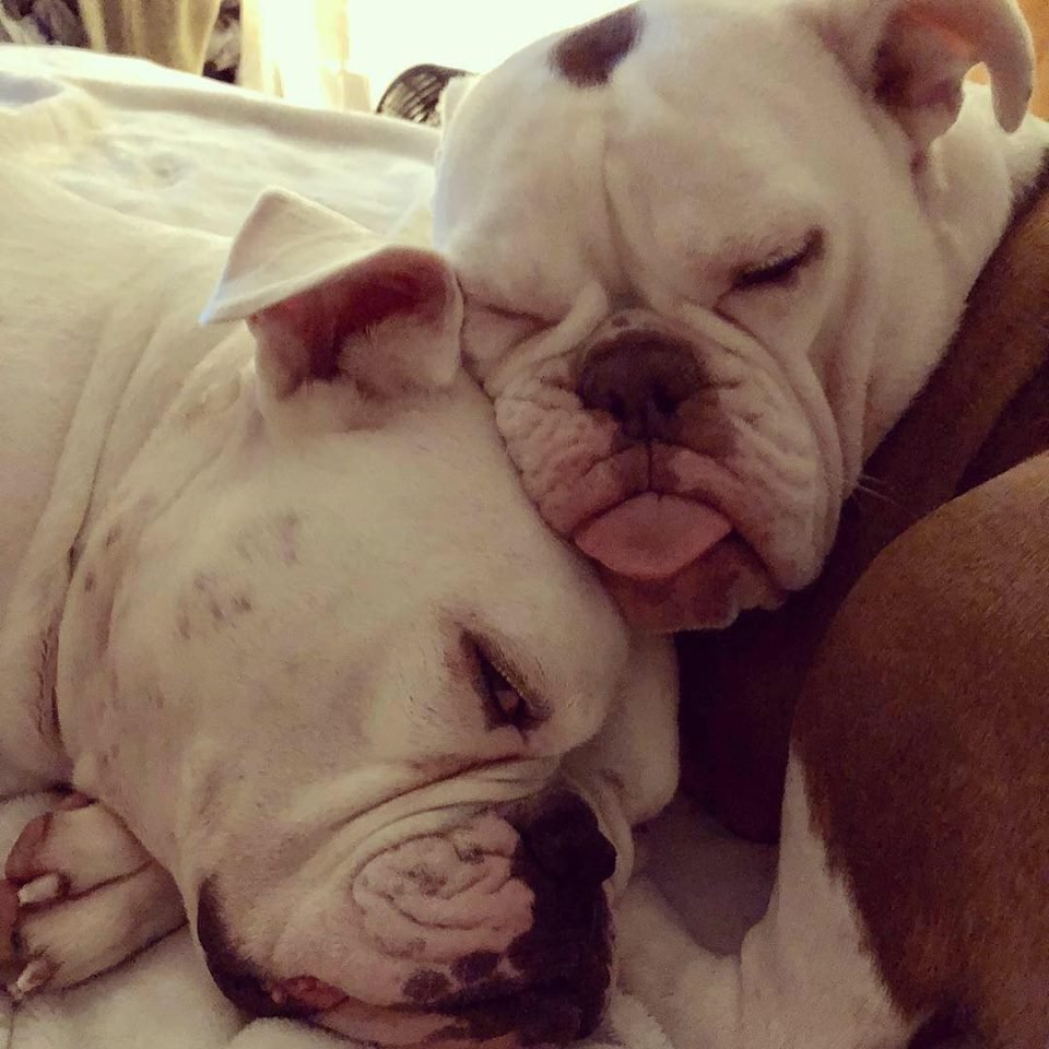 Bulldogs