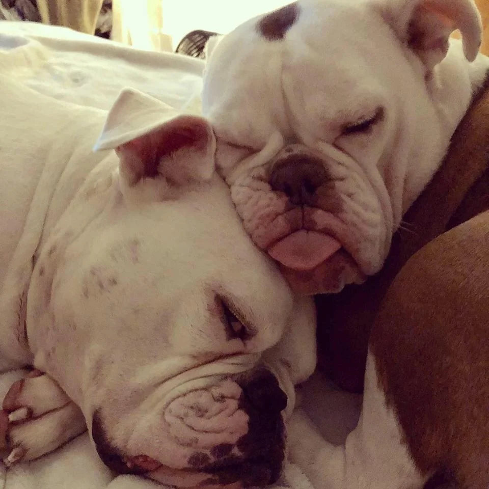 Bulldogs Bulldogs