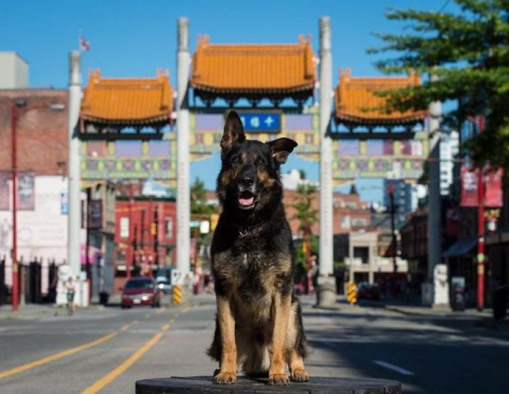 La unidad canina de la policía de Vancouver creó este increíble calendario benéfico para el 2019 22 Caledario 2018