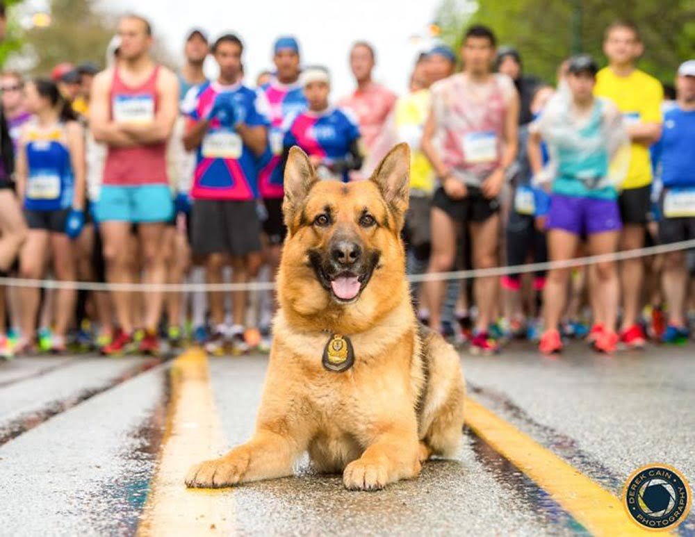 La unidad canina de la policía de Vancouver creó este increíble calendario benéfico para el 2019 30 Calendario 2015