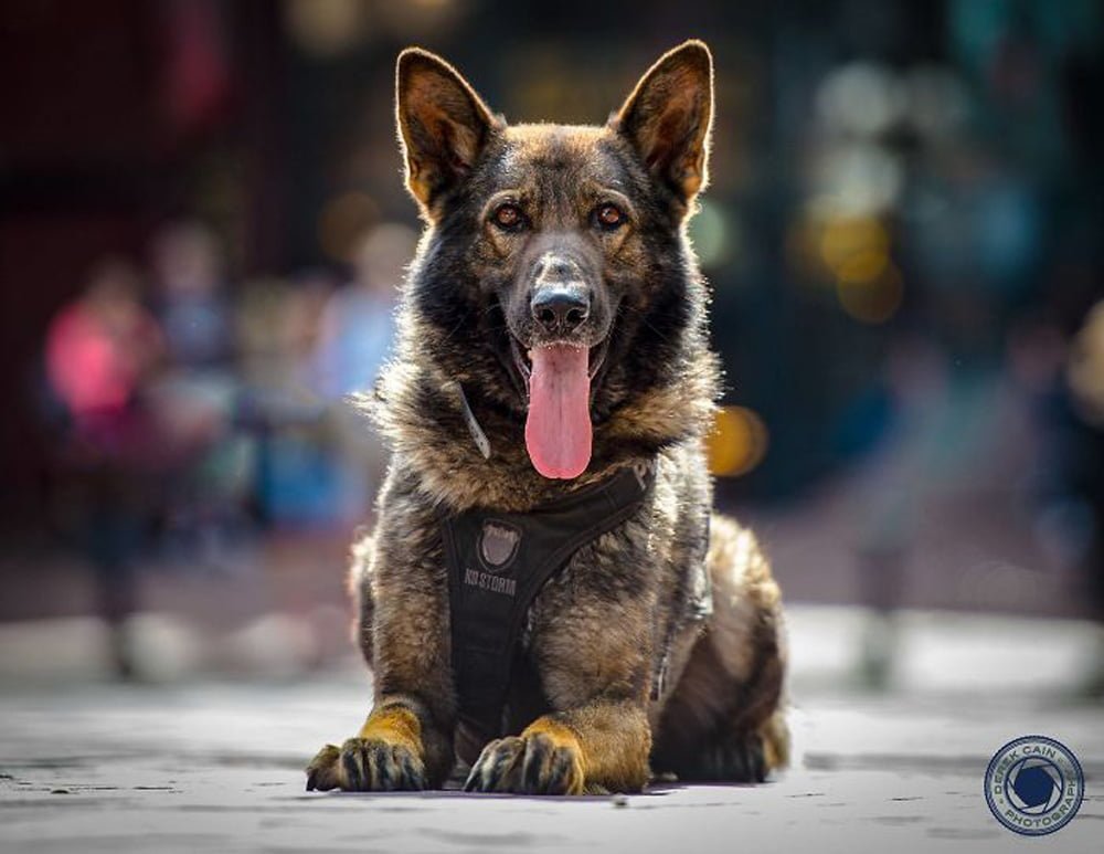 La unidad canina de la policía de Vancouver creó este increíble calendario benéfico para el 2019 23 Calendario 2017