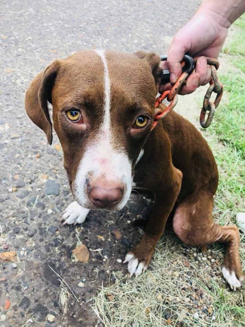 Perro se arrastra hacia sus rescatistas pidiendo ayuda con una cadena de dos libras en su cuello 2 Dudette
