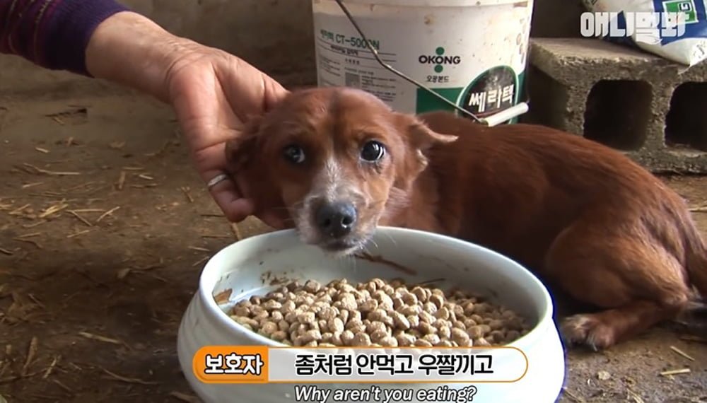 Este perrito no puede contener las lágrimas al separarse de la vaca que lo crió 9 Él no quería comer
