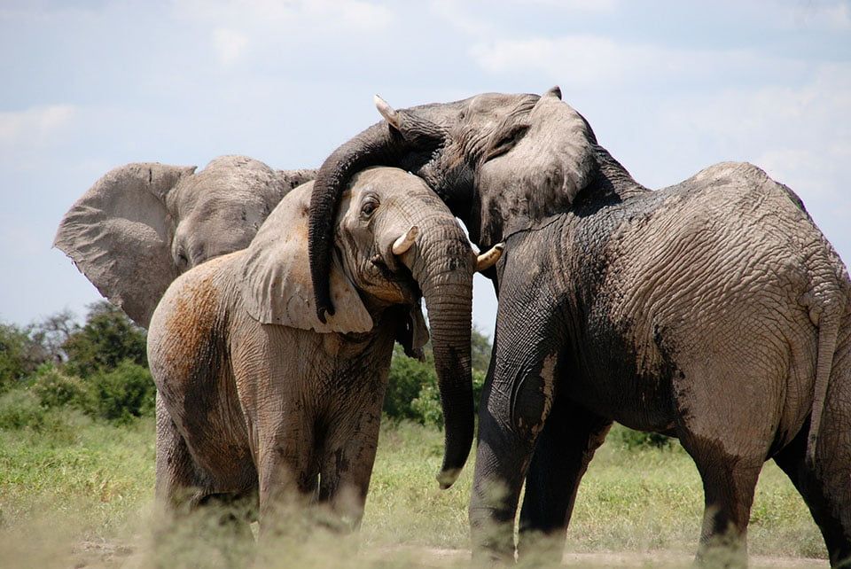Elefantes en África