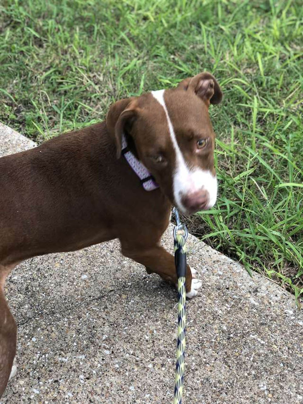 Perro se arrastra hacia sus rescatistas pidiendo ayuda con una cadena de dos libras en su cuello 4 Ella necesita un hogar