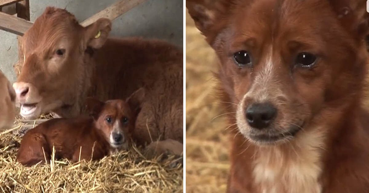 Perrito llora de tristeza al separarse de la vaca que lo crió