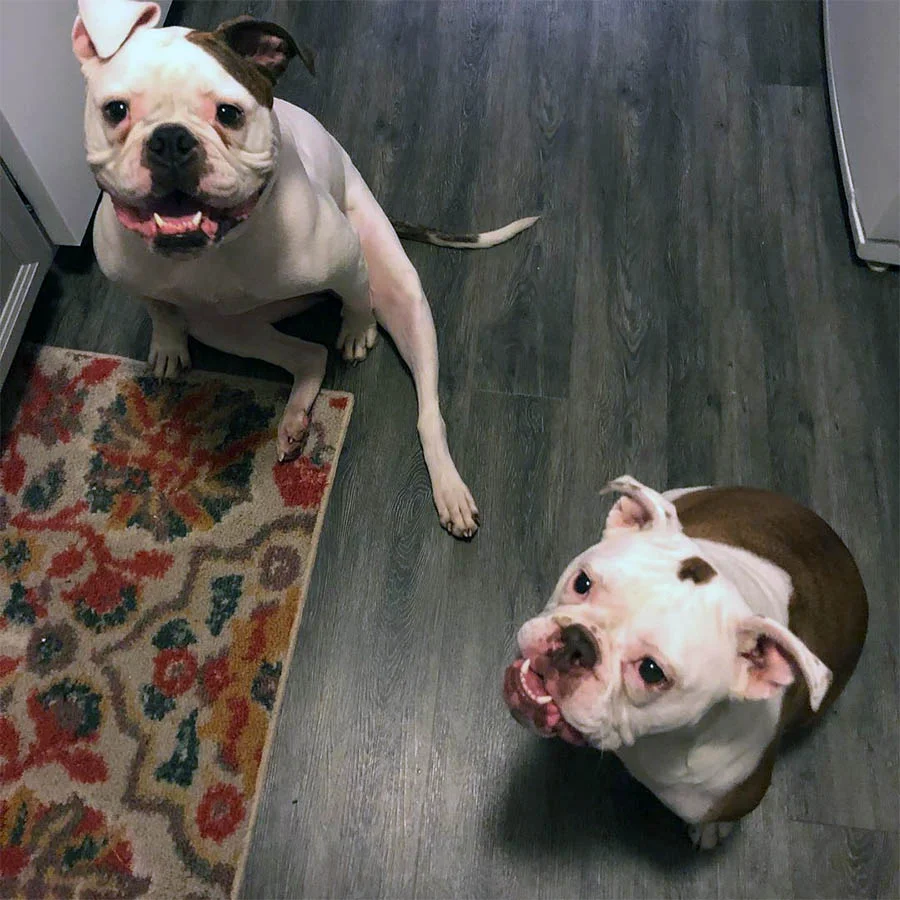 Fer y Juno Fer y Juno