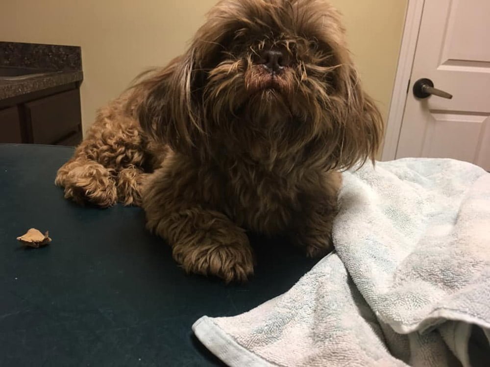 Joven abandonó a su perro de 20 años en un refugio pidiendo que lo sacrificaran 10 Fue abandonado por su familia