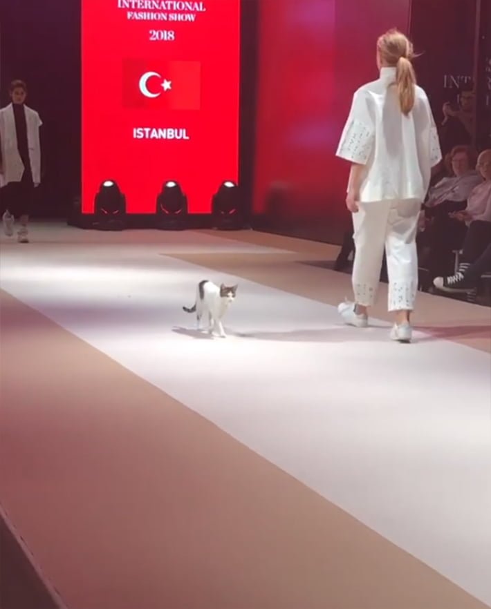 Gato sin hogar en desfile