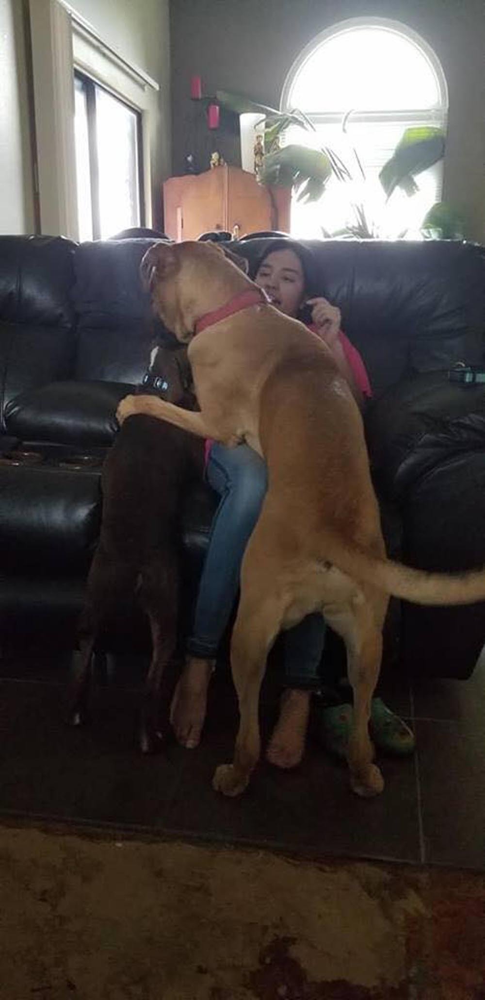 Perro se arrastra hacia sus rescatistas pidiendo ayuda con una cadena de dos libras en su cuello 6 Hogar temporal