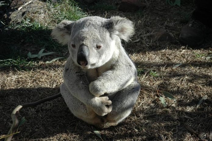 Koala