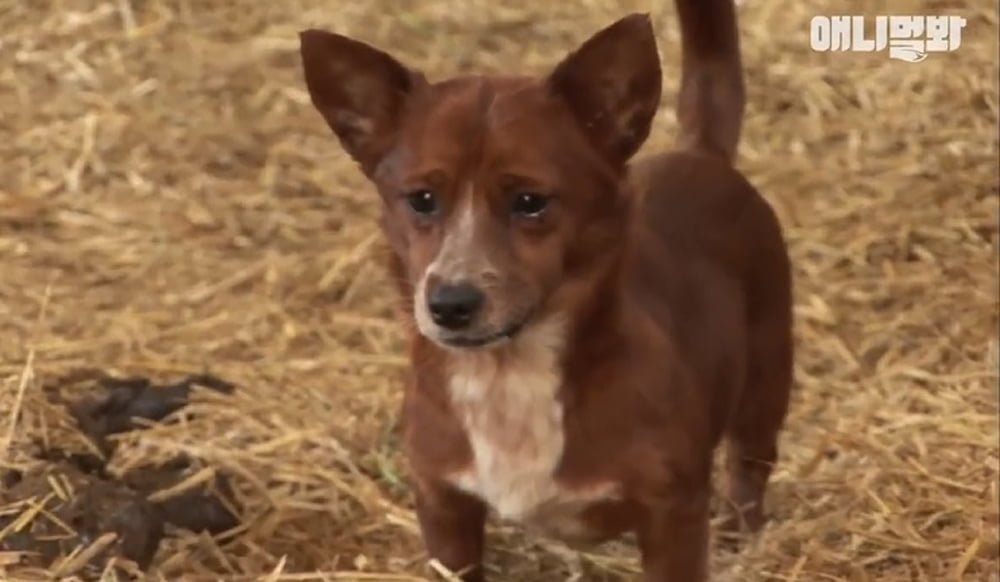 Este perrito no puede contener las lágrimas al separarse de la vaca que lo crió 8 Lagrimas