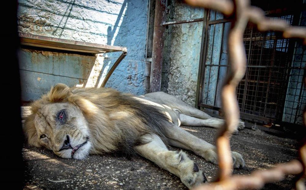 Animales maltratados y desnutridos fueron rescatados del peor zoológico 7 León desnutrido