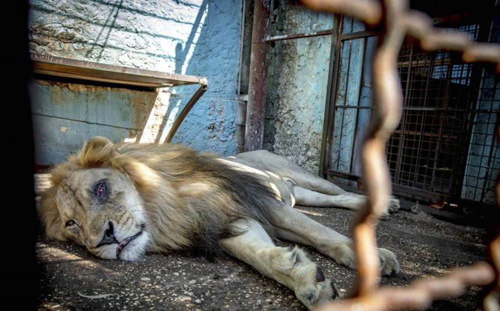 León desnutrido