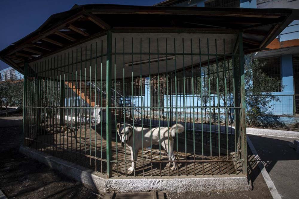 Animales maltratados y desnutridos fueron rescatados del peor zoológico 12 León zoológico del infierno