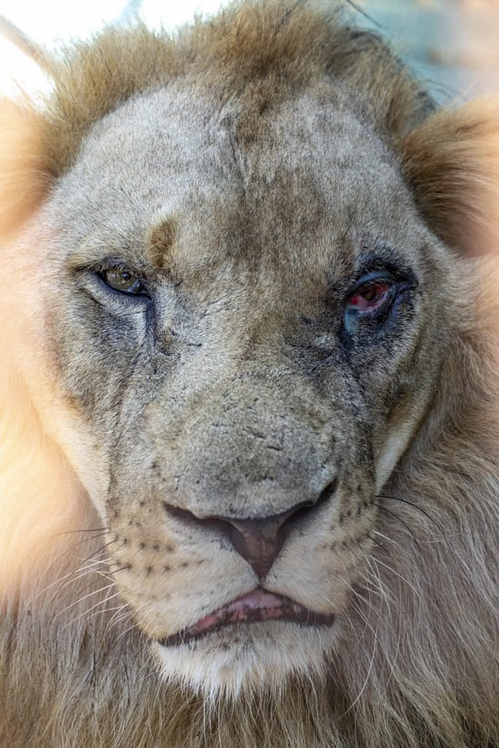 Animales maltratados y desnutridos fueron rescatados del peor zoológico 8 León