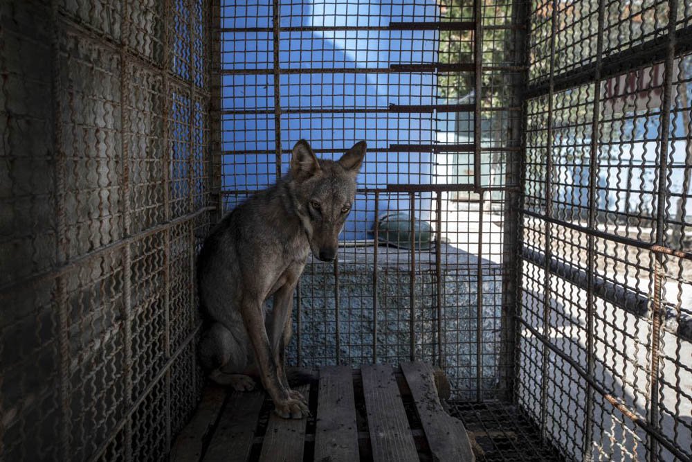 Animales maltratados y desnutridos fueron rescatados del peor zoológico 9 Lobo enjaulado