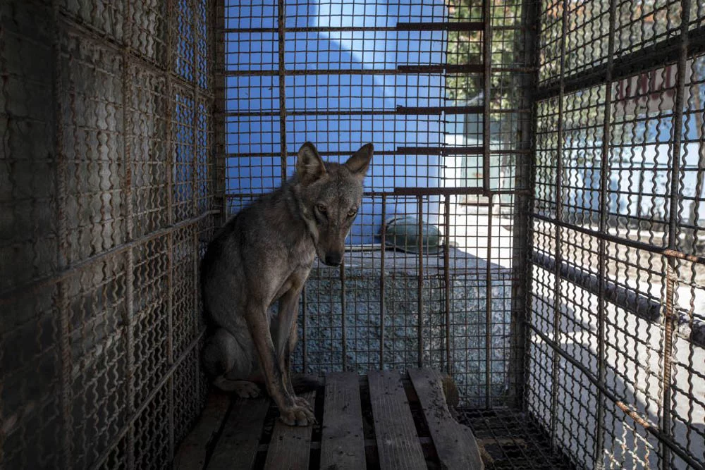 Lobo enjaulado