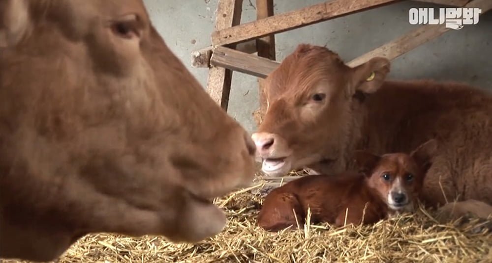 Este perrito no puede contener las lágrimas al separarse de la vaca que lo crió 12 Madre adoptiva