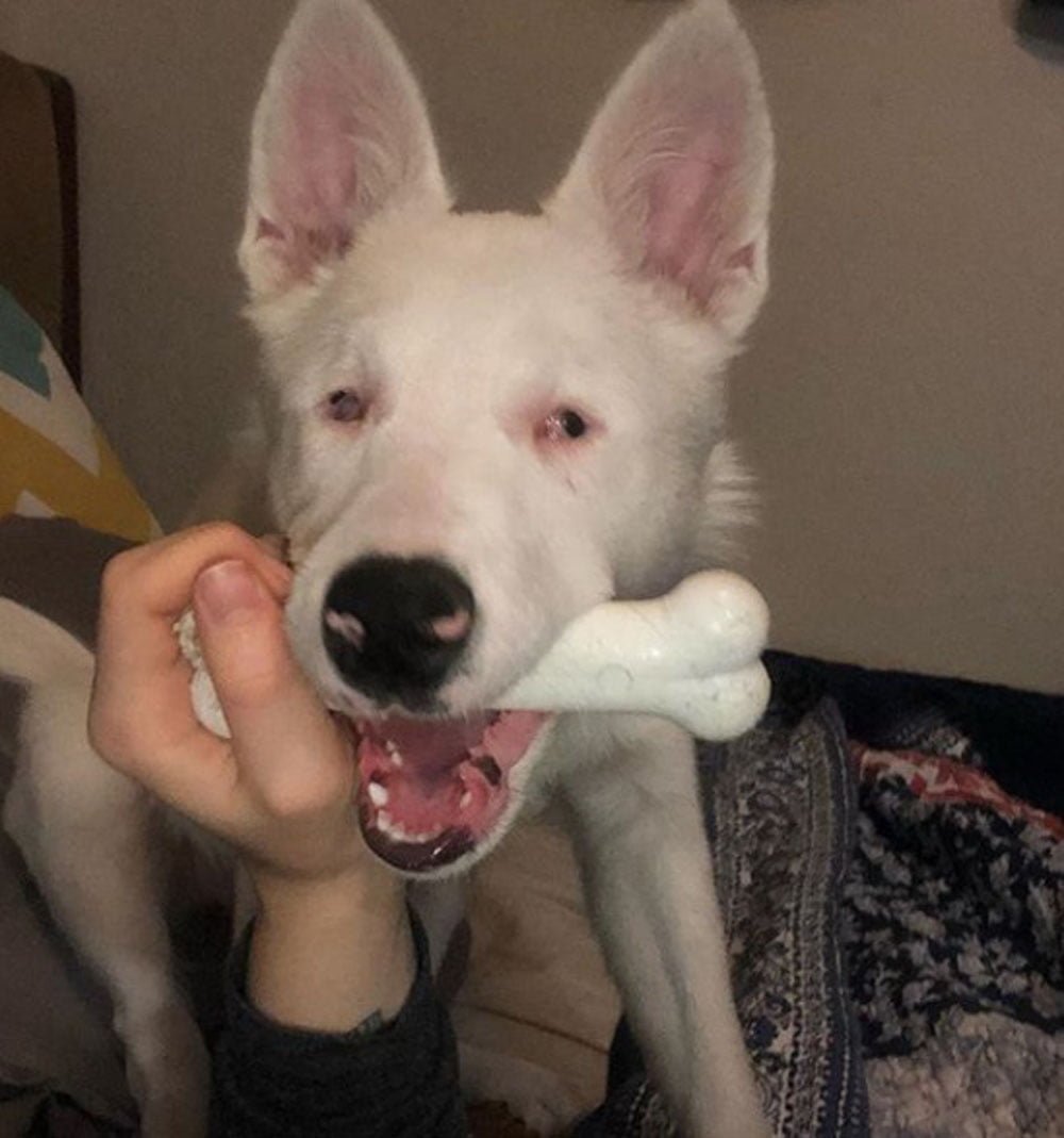 Perrita ciega y sorda se "vuelve loca" cuando siente que su papá está llegando a casa 3 Opal y su hueso