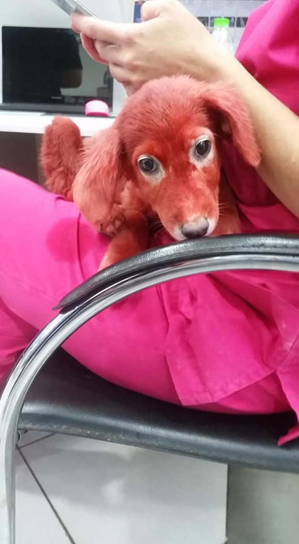 Perro que fue teñido de rojo es rescatado después de ser comprado por alguien que "realmente le gustó el color" 5 Perrita fue teñida de rojo