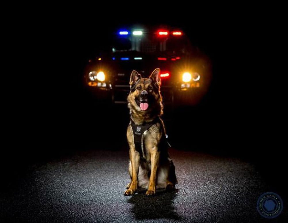 La unidad canina de la policía de Vancouver creó este increíble calendario benéfico para el 2019 25 Perro calendario 2017