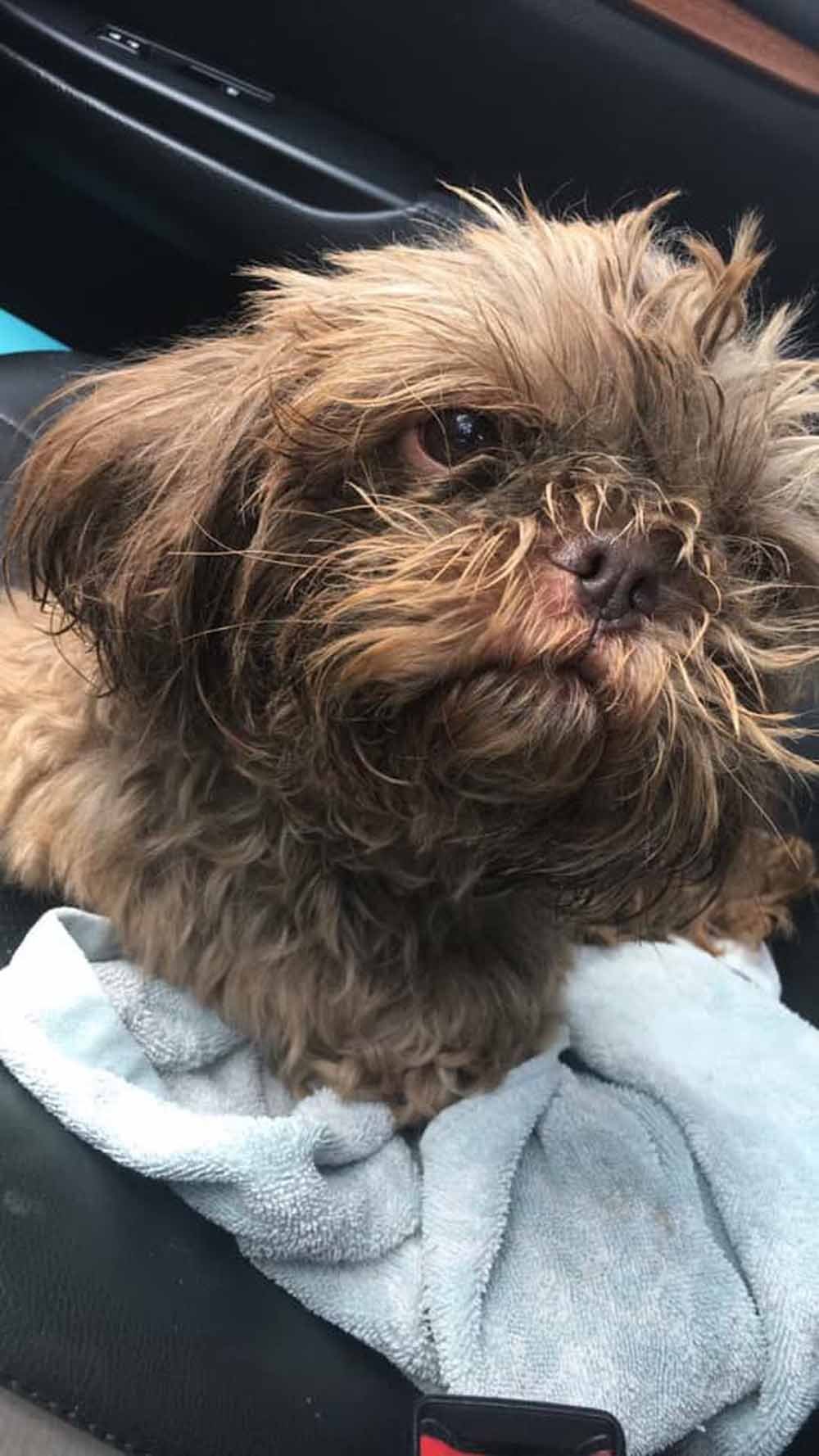 Joven abandonó a su perro de 20 años en un refugio pidiendo que lo sacrificaran 9 Perro de 20 años