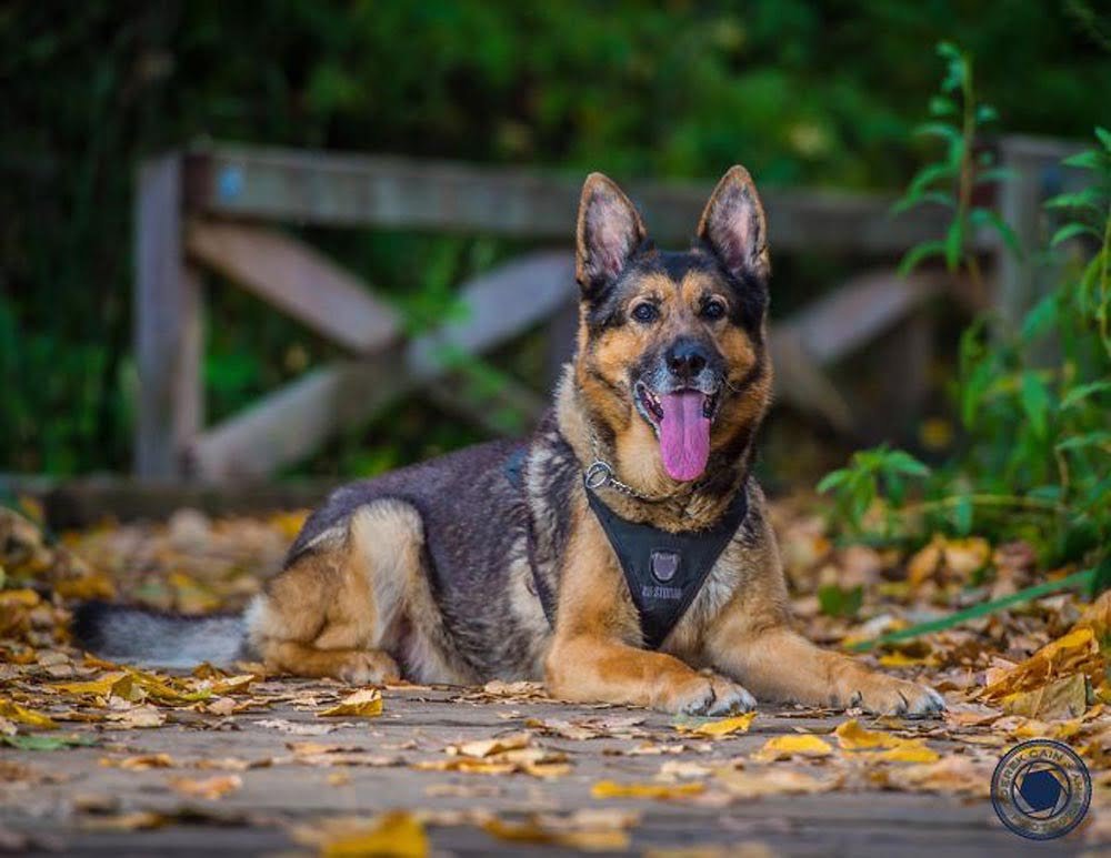 La unidad canina de la policía de Vancouver creó este increíble calendario benéfico para el 2019 26 Perro de la unidad canina
