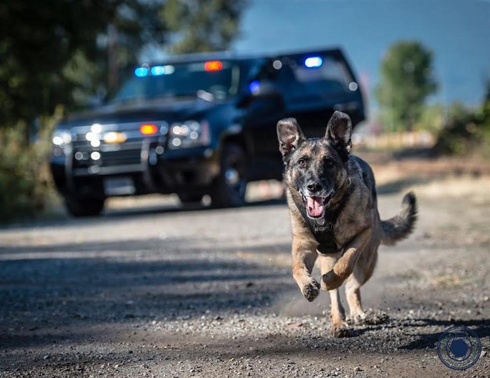 La unidad canina de la policía de Vancouver creó este increíble calendario benéfico para el 2019 27 Perro del calendario 2016