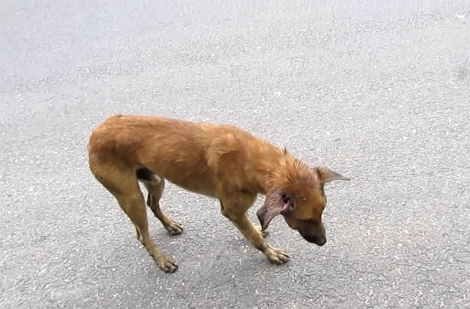 Perro herido Perro herido