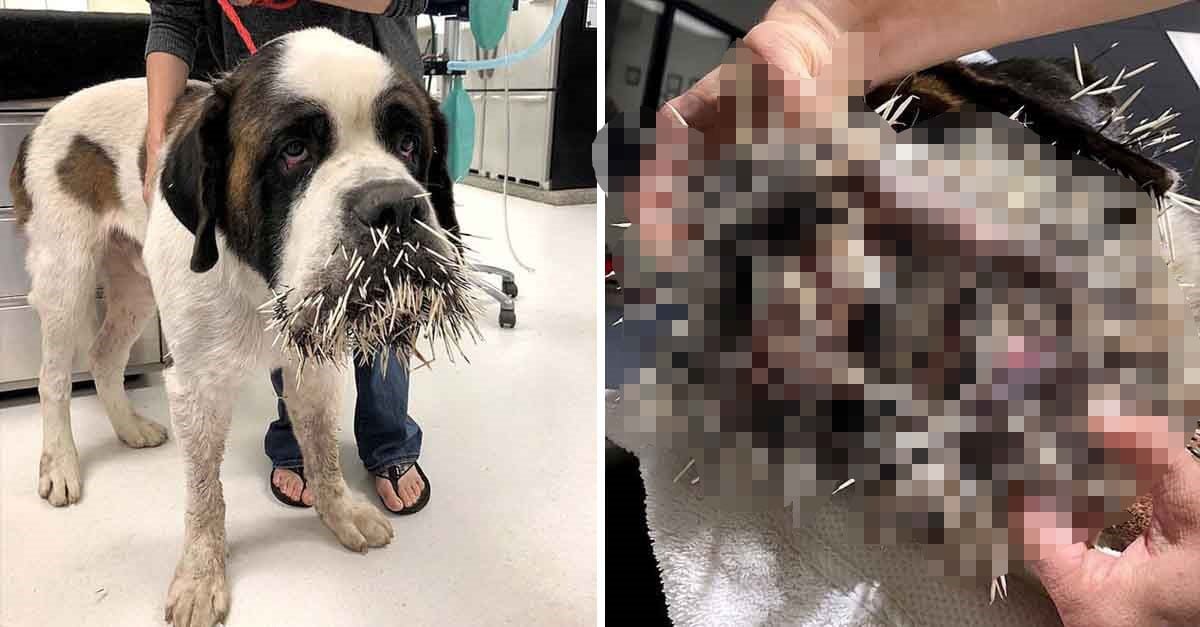 Perrito desafortunado intentó hacerse amigo de un puercoespín y quedó con su cara llena de púas dolorosas 1 Perro queda con su cara llena de púas tras toparse con un puercoespín