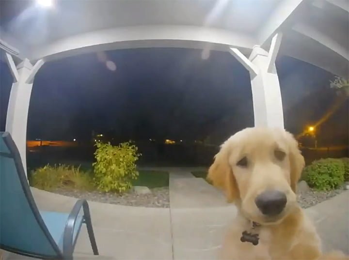 Perro toca el timbre para entrar a casa