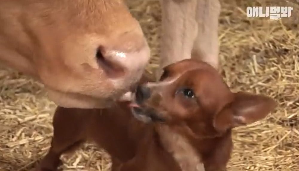 Este perrito no puede contener las lágrimas al separarse de la vaca que lo crió 7 Perro y vaca