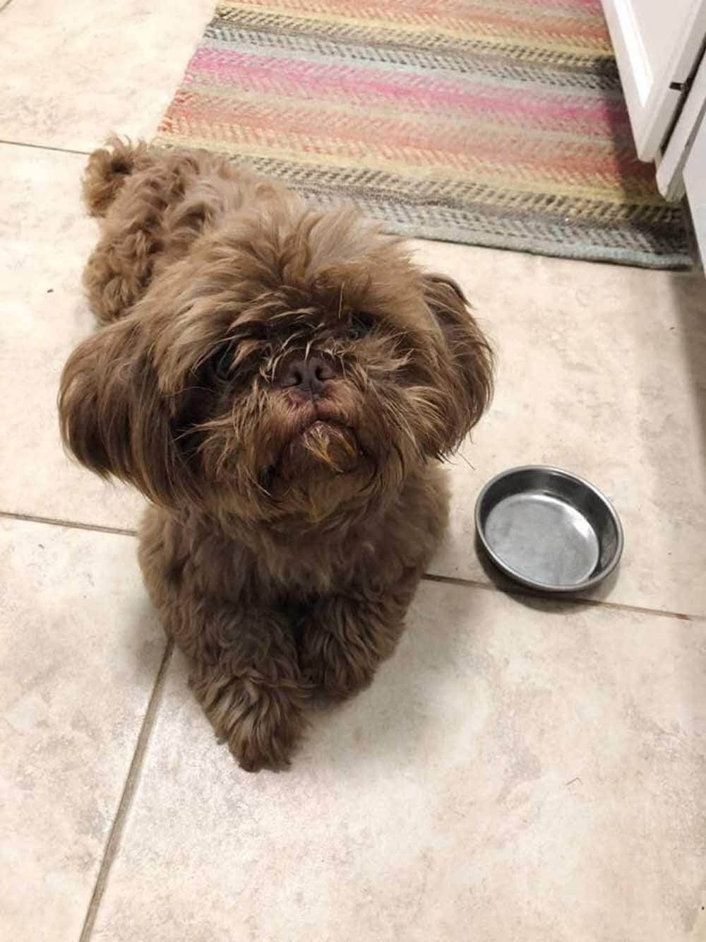 Joven abandonó a su perro de 20 años en un refugio pidiendo que lo sacrificaran 13 Radar fue abandonado por su familia