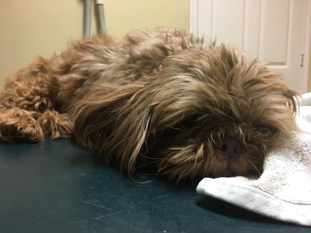 Joven abandonó a su perro de 20 años en un refugio pidiendo que lo sacrificaran 11 Radar tiene 20 años