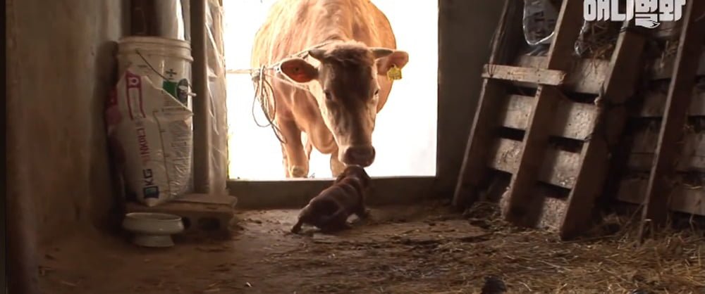 Este perrito no puede contener las lágrimas al separarse de la vaca que lo crió 11 Reencuentro