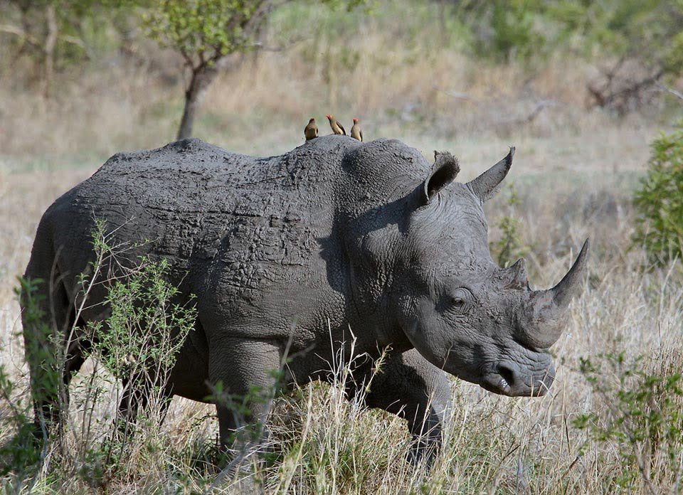 Rino Rino