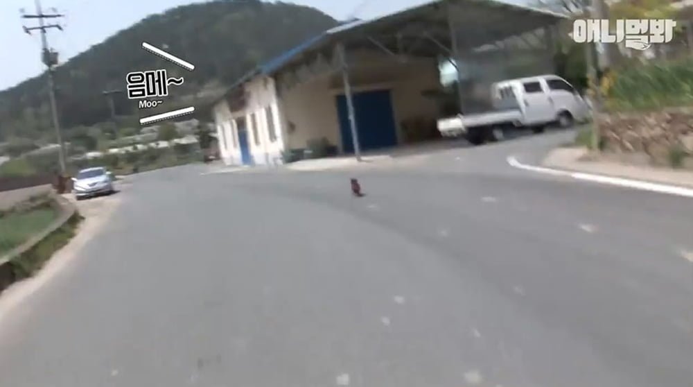 Este perrito no puede contener las lágrimas al separarse de la vaca que lo crió 10 Rookie busco a la vaca