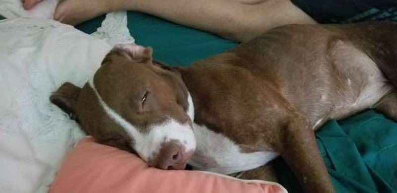 Perro se arrastra hacia sus rescatistas pidiendo ayuda con una cadena de dos libras en su cuello 5 Siesta