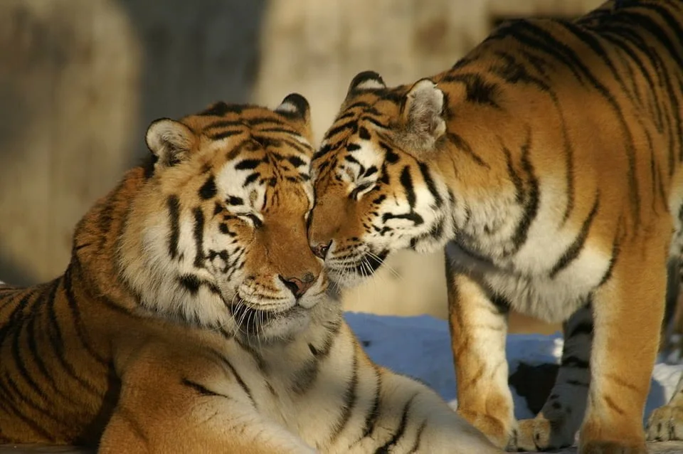 Tigres Tigres