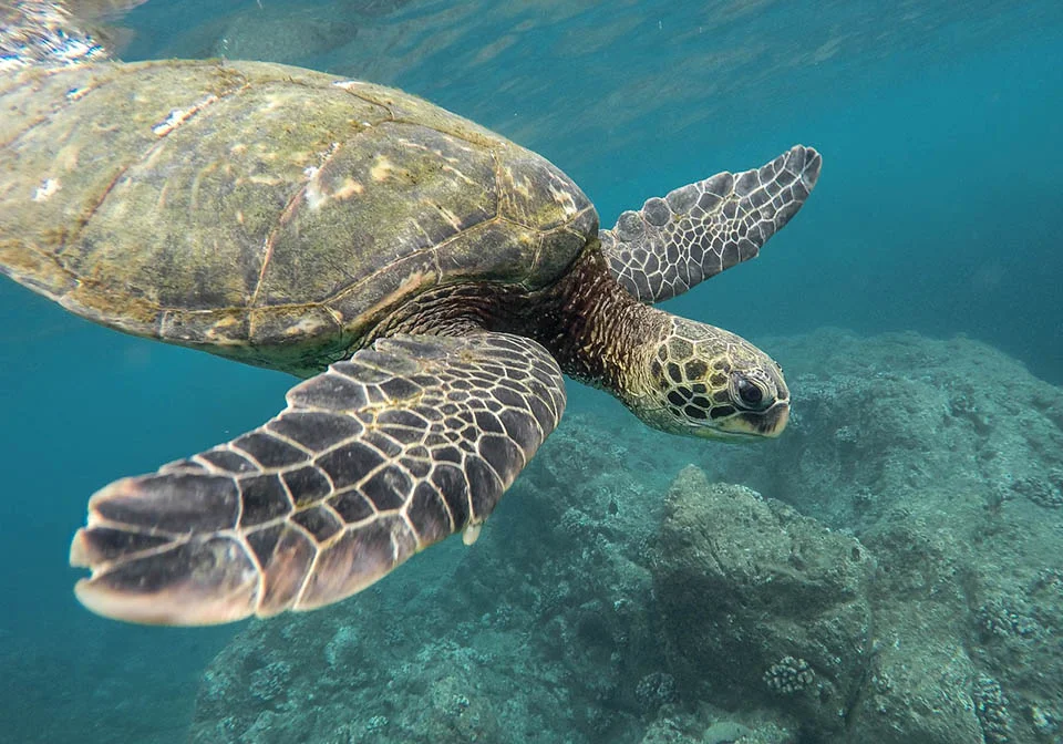 Tortuga Tortuga