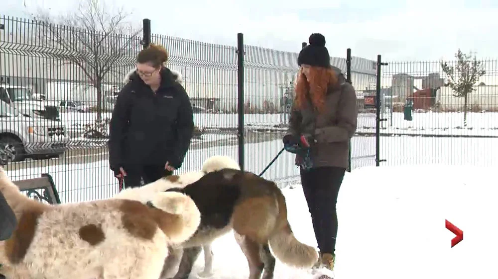 Un hogar para los tres