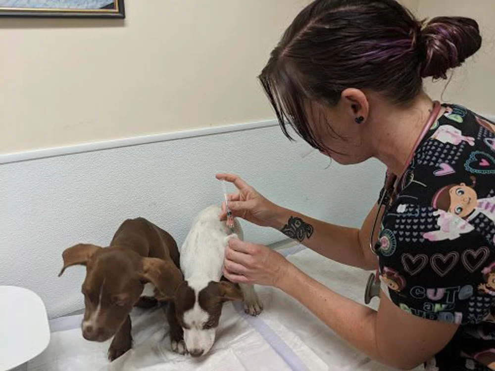 Cachorros que fueron abandonados en la basura no pudieron contener la alegría de ser rescatados 4 cachorro abandonado en la basura