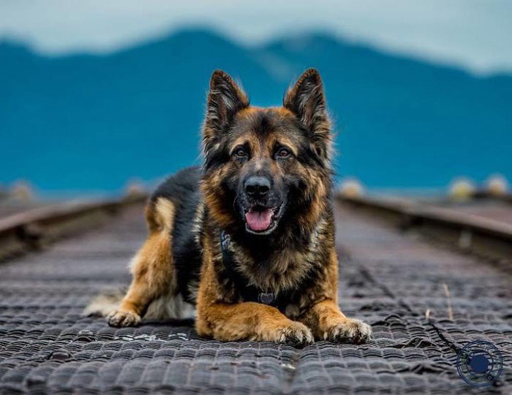 La unidad canina de la policía de Vancouver creó este increíble calendario benéfico para el 2019 24 foto calendario 2017