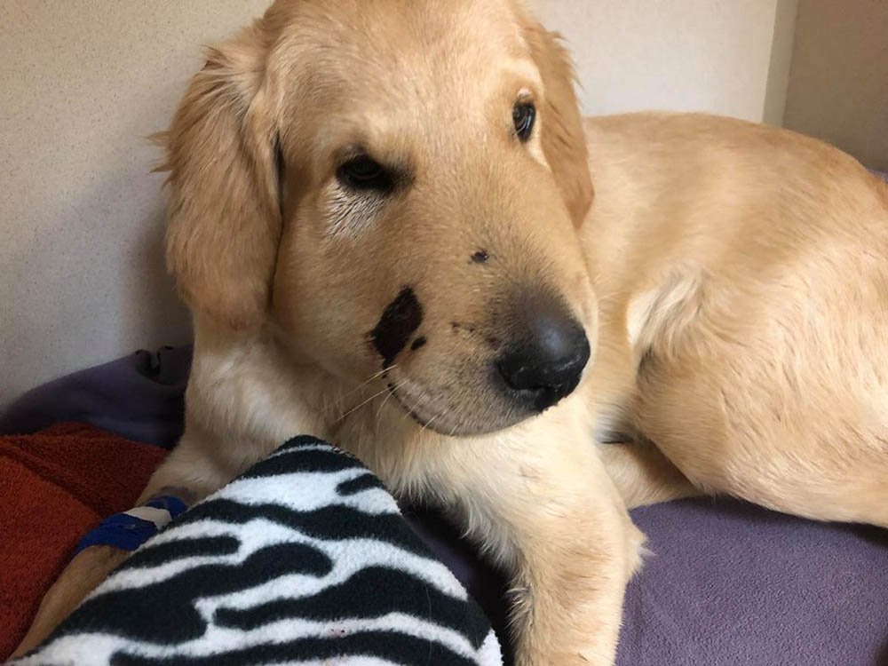 Perrito héroe que salvó a su mamá del ataque de una serpiente recibe el premio como el mejor perro del año 6 Arriesgó su vida por su madre